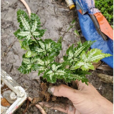 Cây dương xỉ cẩm thạch Cây cỏ Cây dương xỉ