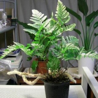 Cây dương xỉ chân thỏ Cây cỏ Cách trồng cây dương xỉ cổ đại