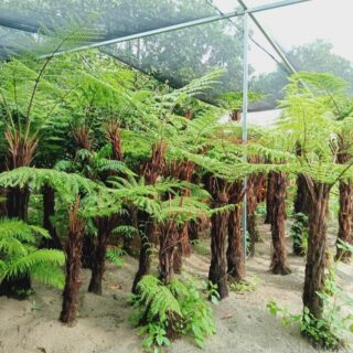 Cây dương xỉ cổ đại thân gỗ Cây ban công Cách trồng cây dương xỉ cổ đại