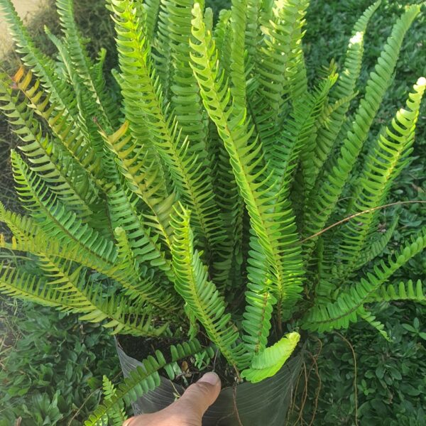 Cây dương xỉ lá me công trình Cây cỏ Cách trồng cây dương xỉ cổ đại