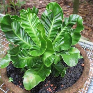 Cây dương xỉ Phúc Lộc Cây cỏ Cây dương xỉ