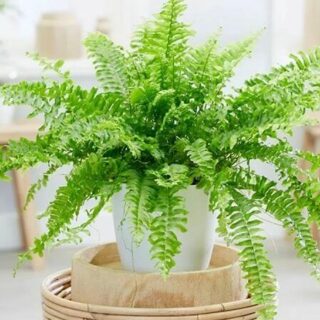 Cây Dương Xỉ chậu treo Cây cỏ Cây dương xỉ