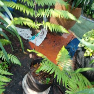 Cây dương xỉ culi Cây cảnh Cách trồng cây dương xỉ cổ đại