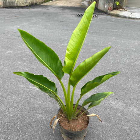 Cây chuối rẻ quạt công trình Cây ban công Cây chuối kiểng