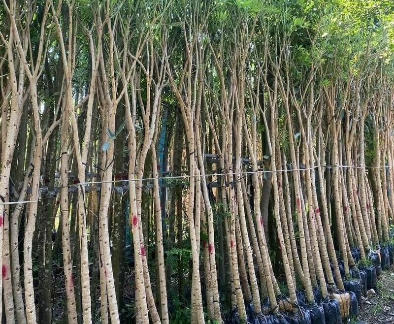 Trồng Cây Chuông Vàng Trước Nhà: "Chuông Vàng" Gọi Lộc Tài Hay Tiềm Ẩn Rủi Ro? [Ưu & Nhược Điểm Chi Tiết] Cây xanh phong thuỷ Thiết kế sân vườn  