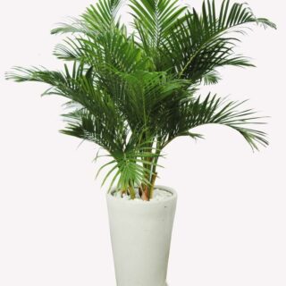 CÂY DỪA CẢNH (CAU VÀNG) + Chậu Sứ Cây + Chậu Các loại cây dừa cảnh