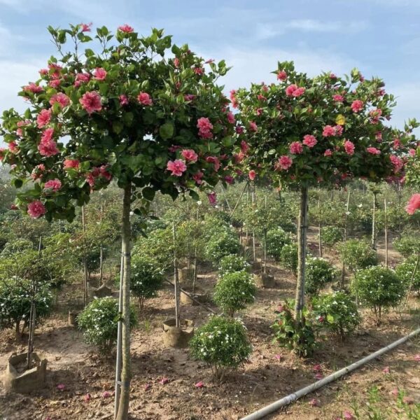 Cây Dâm bụt, bông bụt (cây Việt, cây Thái) Cây cỏ Cây xanh TPHCM