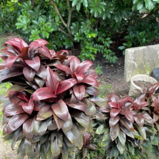 Cây Huyết Dụ (Phát tài lá tím) công trình Cây ban công Cây xanh TPHCM