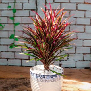 Cây Huyết Dụ (Phát tài lá tím) + Chậu Cây + Chậu Cây phát tài lá nhỏ