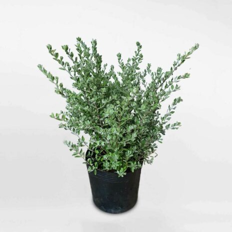 Cây tuyết sơn phi hồng (cây tuyết sơn phi hồ) công trình Cây ban công Cây xanh TPHCM