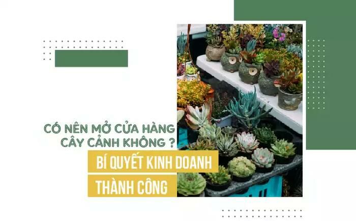 Nguồn cung cấp cây cảnh để mở cửa hàng cây cảnh tại nhà chi phí thấp Khu vực giao cây xanh Vựa cây cảnh  Nguồn hàng cung cấp cây văn phòng Nguồn hàng cung cấp cây để bàn Nguồn hàng cây cảnh Nguồn cung cấp cây cảnh Cây Xanh 