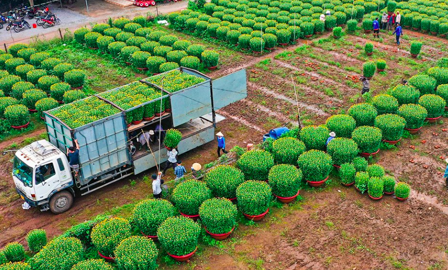 Chợ đầu mối chuyên cung cấp sỉ cây cảnh ở TPHCM Vựa cây cảnh Khu vực giao cây xanh  Tìm đối tác kinh doanh cây cảnh Nơi bán cây cảnh giá rẻ TPHCM Nhà vườn cung cấp cây cảnh TPHCM Mua cây cảnh ở đâu Mua cây cảnh giá rẻ Cây Xanh Cây cảnh mini giá sỉ Bảng giá cây cảnh Bán buôn hoa cây cảnh 