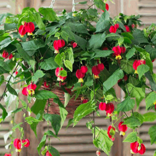 Cây Bụp Lồng Đèn Chậu Treo Cây cỏ Cây xanh TPHCM