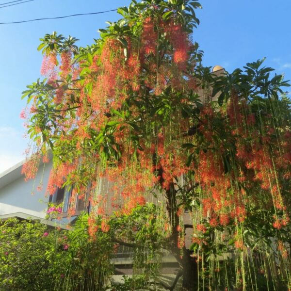 Cây lộc vừng công trình Cây bóng mát Cây xanh TPHCM 3