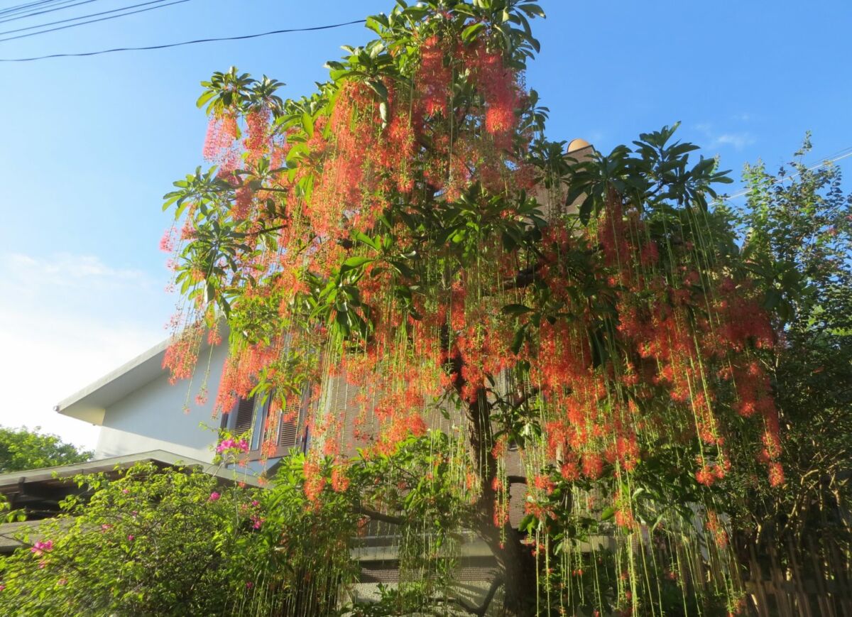 Vì sao nên trồng cây bóng mát tại các dự án khu dân cư Thiết kế cảnh quan Dịch vụ cây xanh  Cây Xanh 