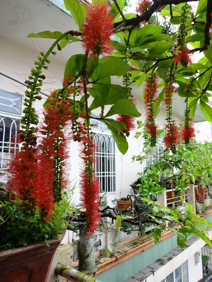 Cây xanh Biên Hoà - Cung cấp cây xanh, cây cảnh, cây công trình tại Biên Hoà Khu vực giao cây xanh Vựa cây cảnh  Cây Xanh 