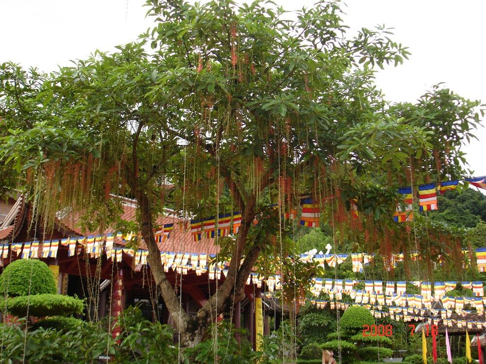 Trồng cây bóng mát: Nâng tầm chất lượng sống cho khu dân cư Dịch vụ cây xanh Thiết kế cảnh quan Thiết kế sân vườn  Cây Xanh 