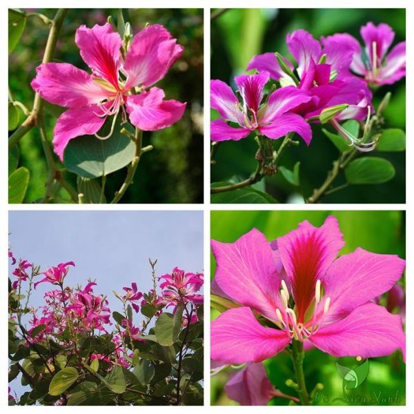 Cây móng bò tím ( cây hoa ban ) công trình Cây bóng mát Cây xanh TPHCM