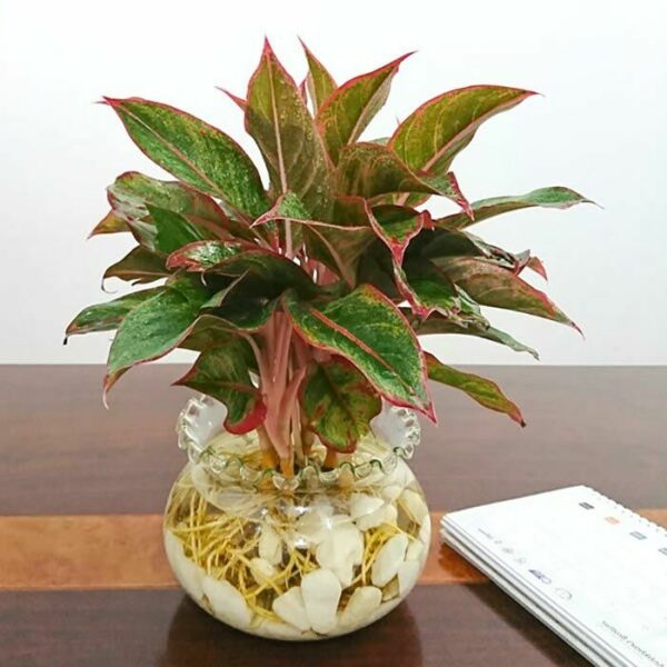 Cây Phú Quý Cây để bàn Các loại cây phú quý