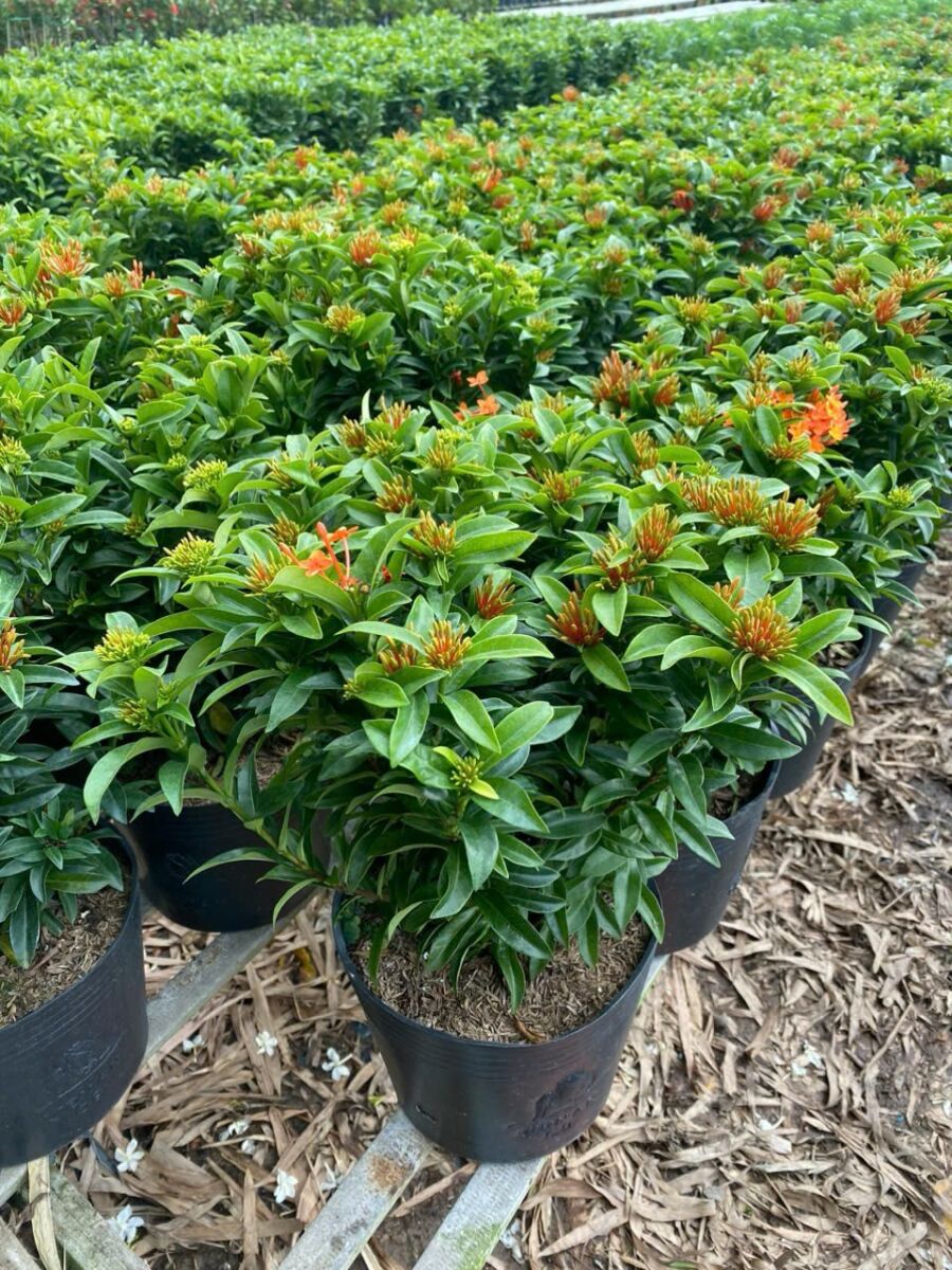 Cung cấp cây trang thái đỏ, trang vàng lá nhỏ cho công trình số lượng lớn Thi công công trình Thiết kế cảnh quan  Cây Xanh 