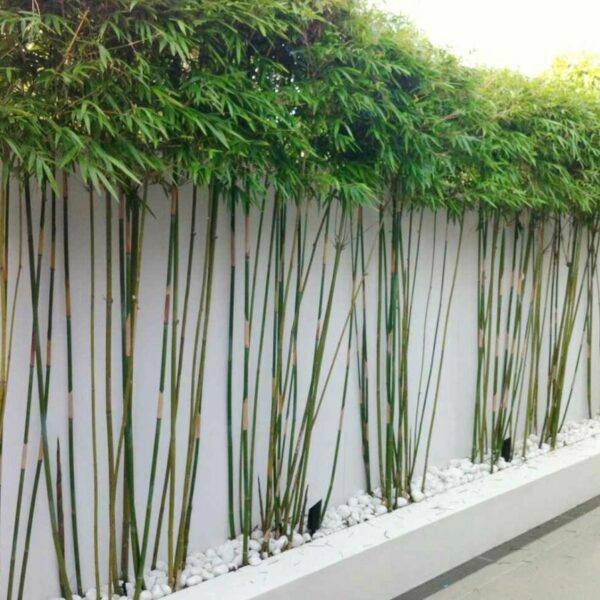 Cây Trúc cần câu Cây công trình Cần câu trúc thủ công