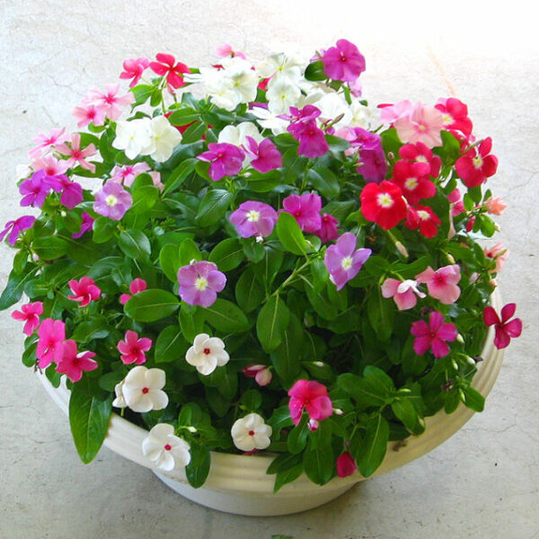 Cây hoa dừa ( chậu treo ) Cây ban công Cây xanh TPHCM