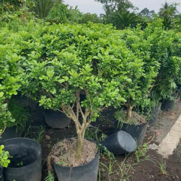 Cây Ngâu công trình Cây hàng rào Báo giá cây ngâu tròn