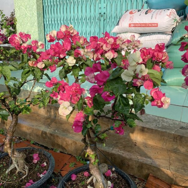 Hoa giấy tiêu Ấn Độ loại mới Cây ban công Cây xanh TPHCM