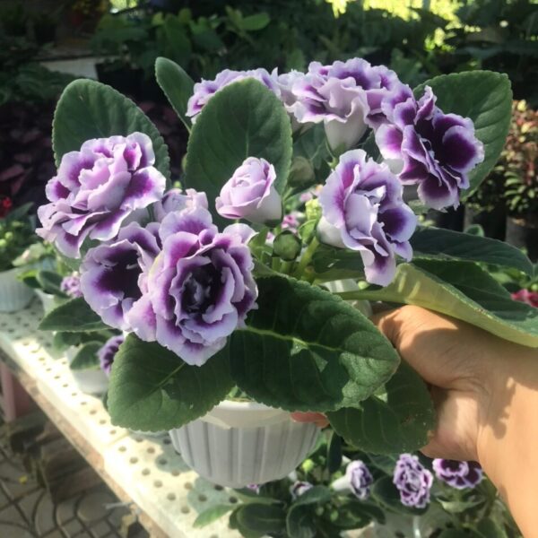 Hoa Tình Yêu Cây cỏ Cây xanh TPHCM