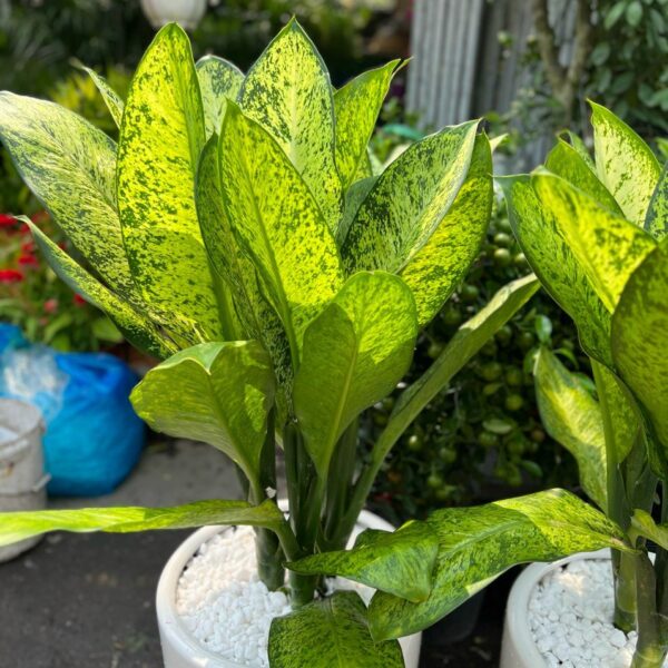 Cây Tỷ Phú – Đại Tỷ Phú Cây khai trương Cây xanh TPHCM