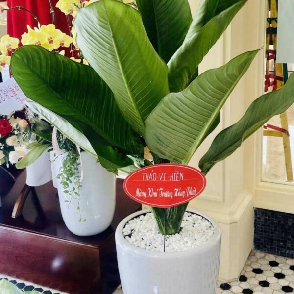 Cây Đại Phú Gia – (Cây Đại Phú Quý) + Chậu Cây ban công Cây xanh TPHCM