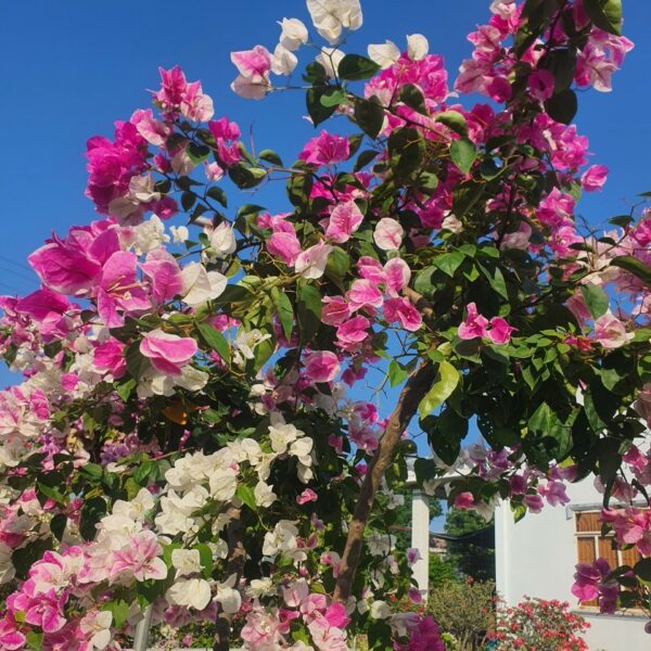 Cây hoa giấy gốc mỹ ghép hồng gân Cây ban công Cây xanh TPHCM