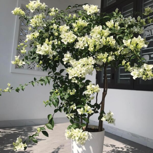 Cây hoa giấy trắng tuyết + Chậu Cây + Chậu Cây xanh TPHCM