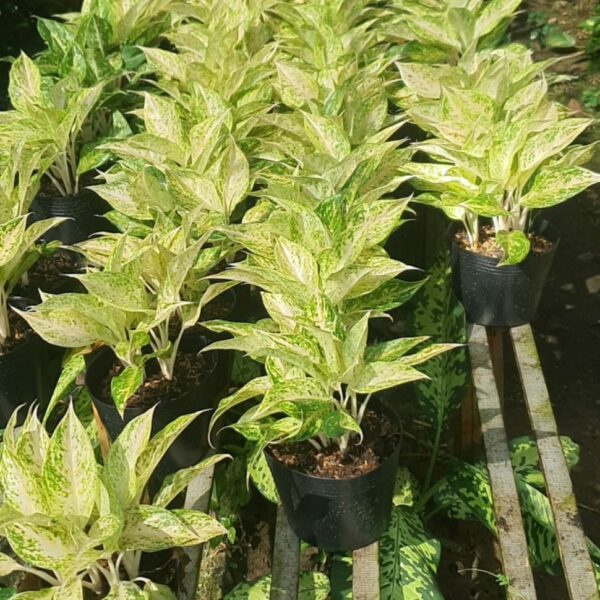 Cây ngọc ngà Cây cỏ Cây xanh TPHCM