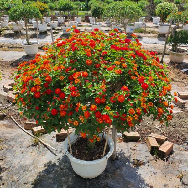 Cây Trâm Ổi cốt 1 thân ngũ sắc công trình Cây ban công Cây xanh TPHCM