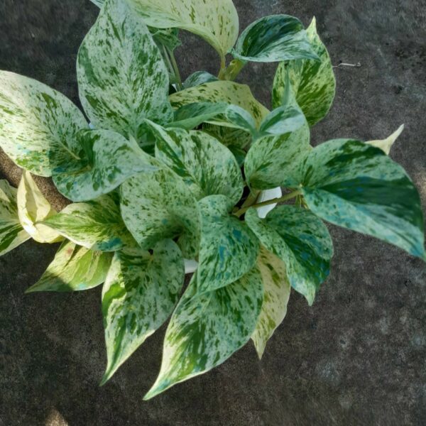 Cây trầu bà sữa Cây cỏ Cây xanh TPHCM