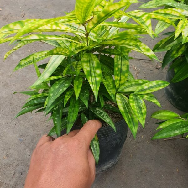 Cây trúc vàng nhật công trình Cây cảnh Cây xanh TPHCM