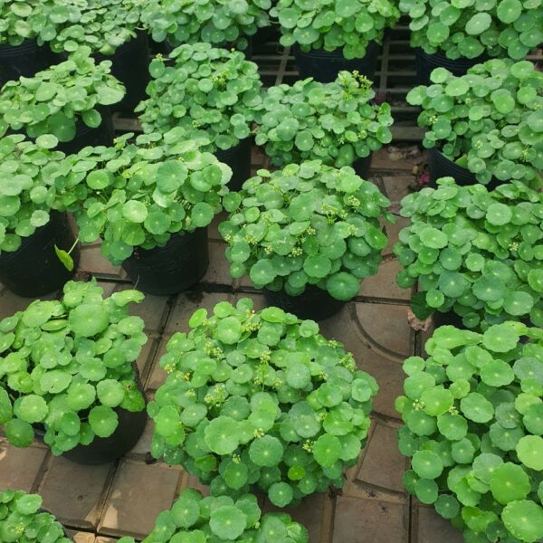 Chậu cỏ đồng tiền Cây cỏ Cây xanh TPHCM