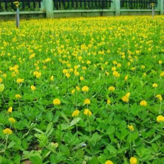 Cỏ đậu phộng công trình Cây cỏ Cây xanh TPHCM