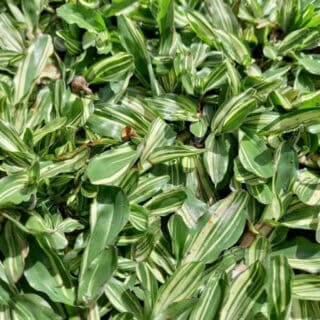 Cỏ lá gừng Thái công trình Cây cỏ Cây xanh TPHCM