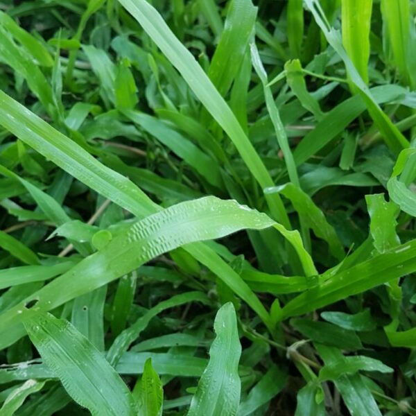 Cỏ Lá Tre Cỏ sân vườn Cây xanh TPHCM