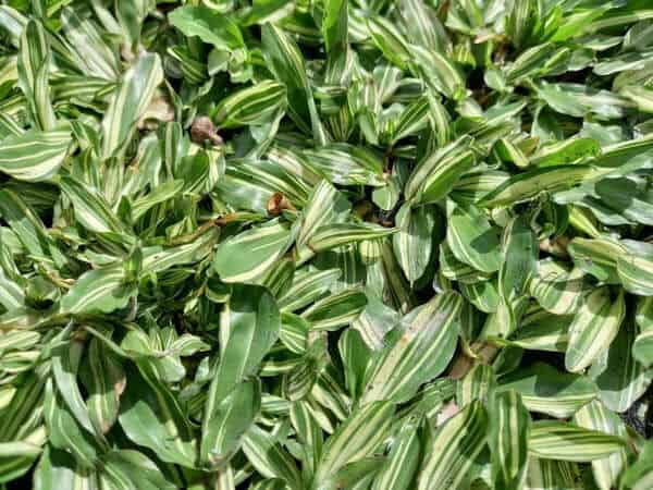 Cách trồng và chăm sóc cây cỏ gừng Thái Lan Hướng dẫn chăm sóc cây Kỹ thuật trồng cây  