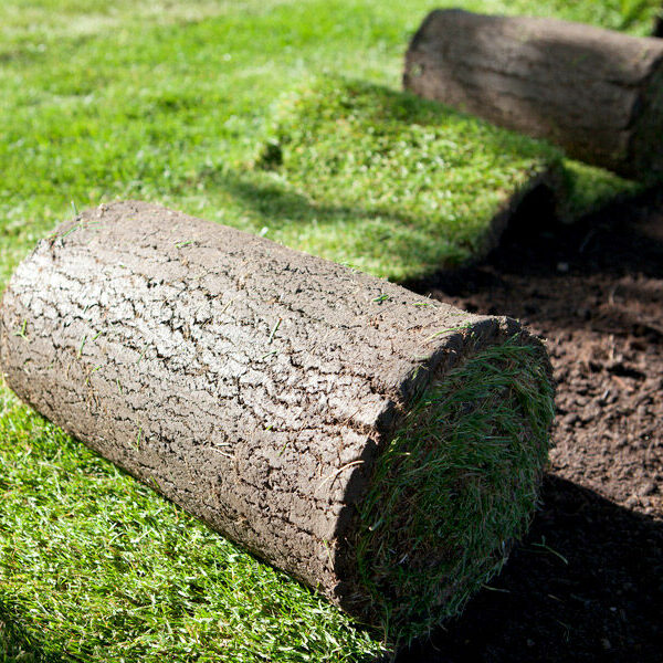 Cỏ nhung Nhật công trình Cỏ sân vườn Cây xanh TPHCM