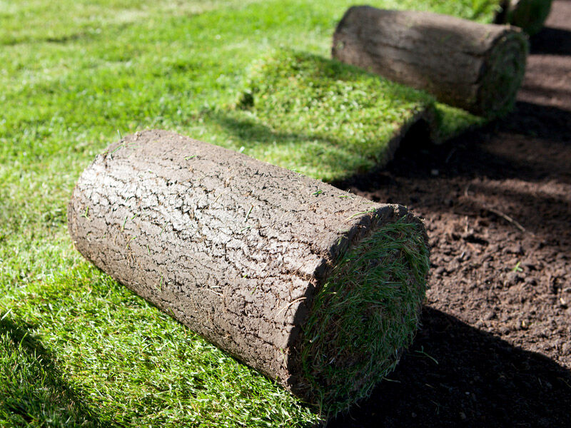 Dịch vụ trồng cỏ sân vườn tại Quận 2: Tạo nên không gian xanh tươi, đẳng cấp Dịch vụ trồng cỏ Dịch vụ cây xanh  Mua cỏ trồng sân vườn ở đâu Giá cỏ thảm sân vườn Giá cỏ nhung Nhật Giá 1m2 cỏ nhật Cỏ sân vườn tự nhiên Cỏ sân vườn nhân tạo Cách trồng cỏ sân vườn Báo giá thảm cỏ tự nhiên 