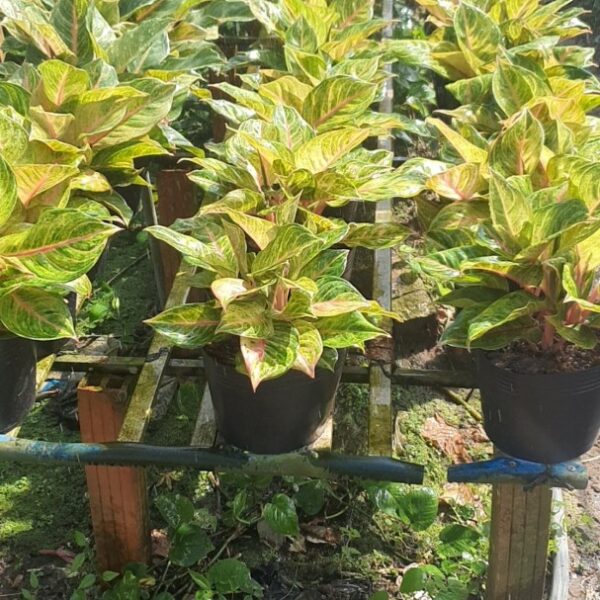 Cung điện ngọc Cây cỏ Cây xanh TPHCM