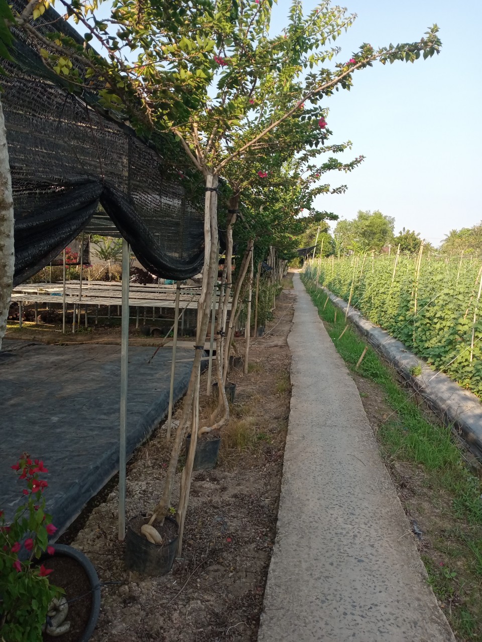 Hoa Giấy Mỹ đỏ xác pháo (1 mét – 2 mét) Cây ban công Cây xanh TPHCM 5 Hoa Giấy Mỹ đỏ xác pháo (1 mét – 2 mét) Cây ban công Cây xanh TPHCM 5