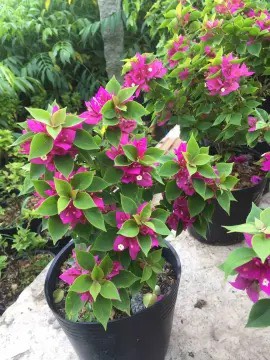 Hoa Giấy Mỹ đỏ xác pháo (1 mét – 2 mét) Cây ban công Cây xanh TPHCM 6 Hoa Giấy Mỹ đỏ xác pháo (1 mét – 2 mét) Cây ban công Cây xanh TPHCM 6