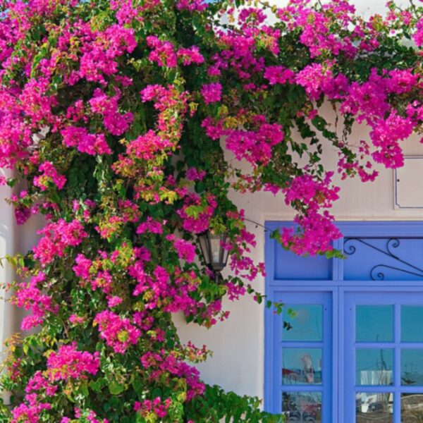 Hoa Giấy Mỹ đỏ xác pháo (1 mét – 2 mét) Cây ban công Cây xanh TPHCM