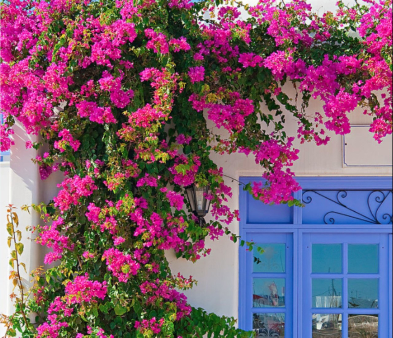 Hoa Giấy Mỹ đỏ xác pháo (1 mét – 2 mét) Cây ban công Cây xanh TPHCM 3 Hoa Giấy Mỹ đỏ xác pháo (1 mét – 2 mét) Cây ban công Cây xanh TPHCM 3