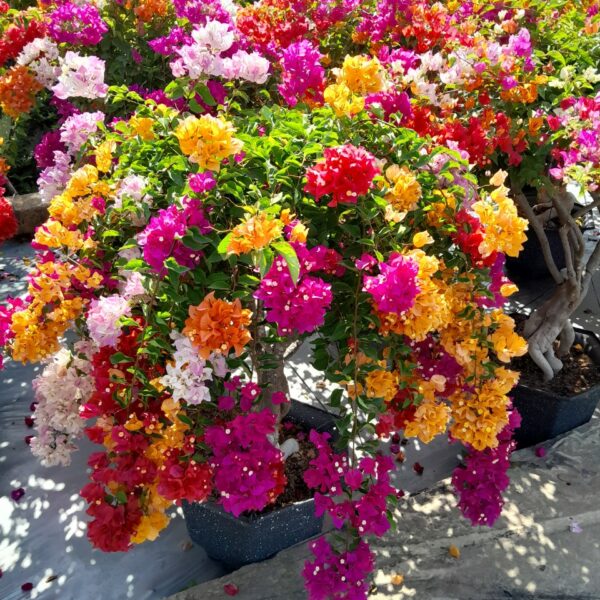 Cây hoa giấy Thái Ngũ Sắc gốc bonsai Cây ban công Cây xanh TPHCM